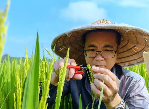 自贡青年说①丨鄢圣敏 品尝孤独的稻田守望者