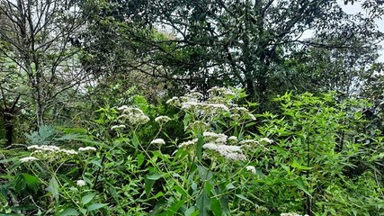 四川问政回音|市民偶遇农业入侵物种 自贡农业局:已铲除-群众呼声四川问政-四川省网上群众工作平台