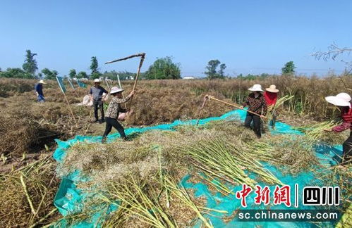 自贡富顺 油菜迎来收获季