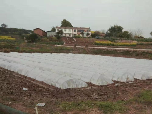 稻虾共作 带领121名脱贫户奔小康 四川自贡沿滩这个村跑出乡村振兴新路子