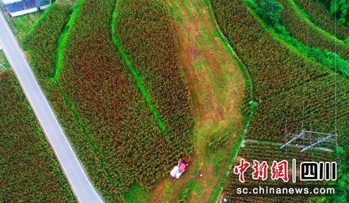 自贡贡井 高粱迎丰收 机械收割忙