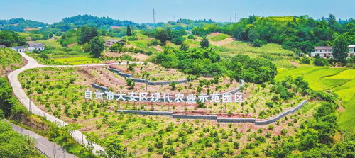 自贡市大安区 打造乡村振兴丘区示范 描绘乡村振兴锦绣画卷