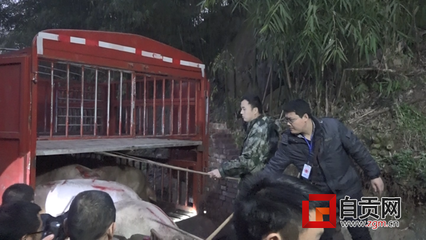 自贡市成功查处生猪注水案件，农业农村与公安部门联合执法显成效