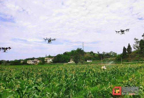 自贡市开展农业有害生物灾害应急响应演练,筑牢农业生产安全防线