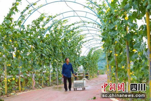 自贡贡井 大头菜万米风干长廊与丝瓜满藤迎丰收