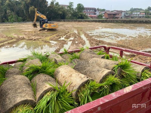 万象耕新稻共养 四川自贡红旗村的生态农业新模式
