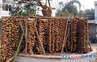 自贡市古文镇: 发展现代农业工业,推进城镇化建设